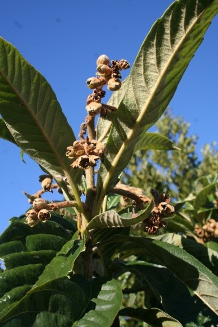 Loquat flower buds